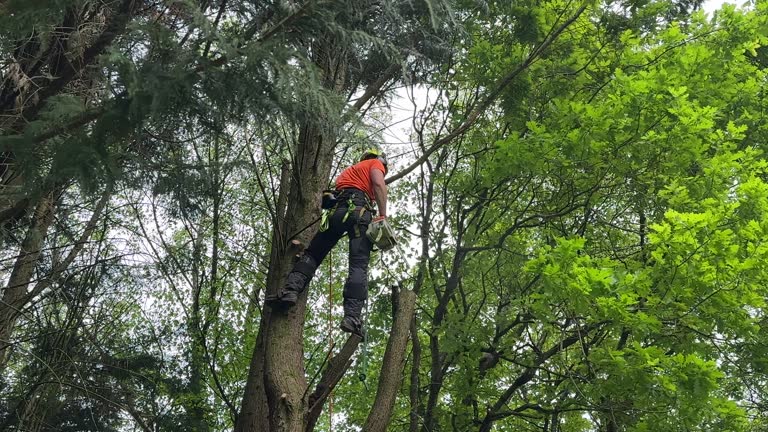 Best Commercial Tree Services  in Palos Park, IL